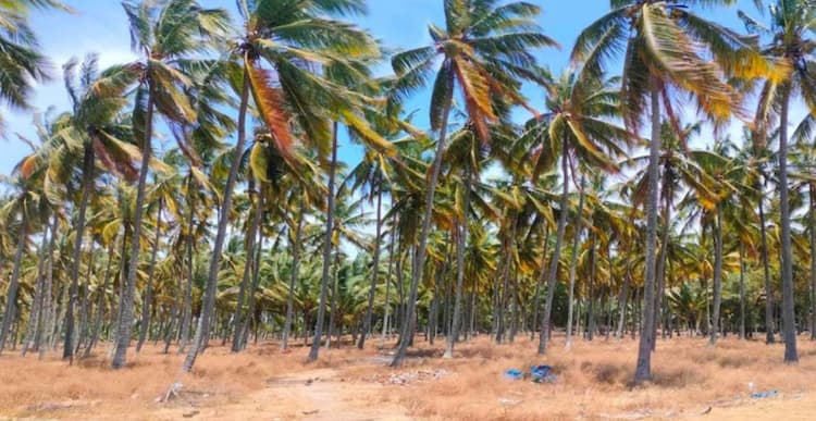 Land for Sale