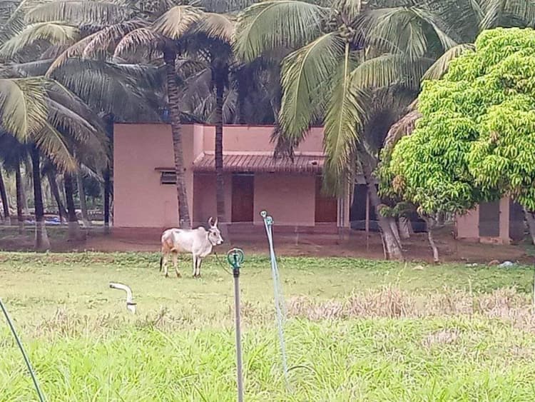 3 acre coconut plantation for sale