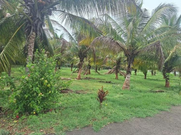 Farm land sale