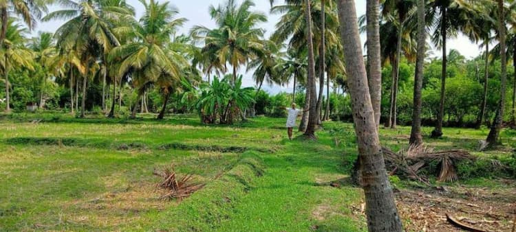coconut thottam for sale