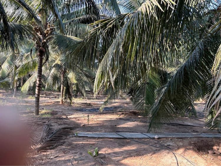 Coconut Farm for Sale