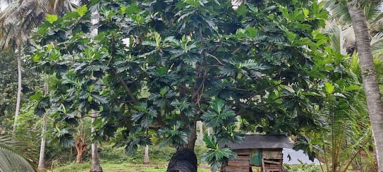 Single Property Image