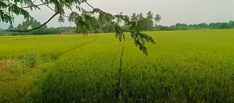 Agri Land For Sale