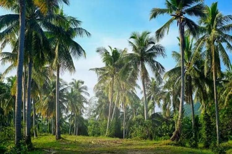 Coconut Farm Land