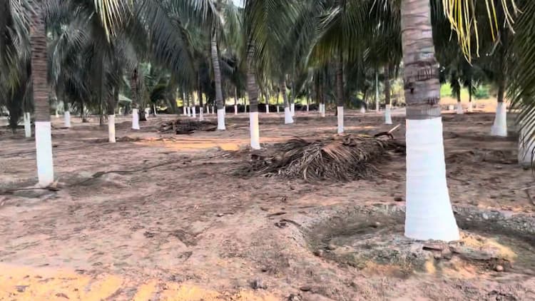 3.5 Coconut Farm for Sale