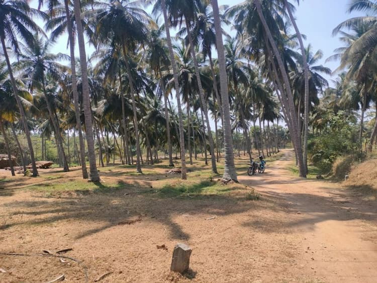Coconut Farm for Sale