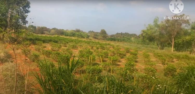 2 Acre Low Budget Land for Sale