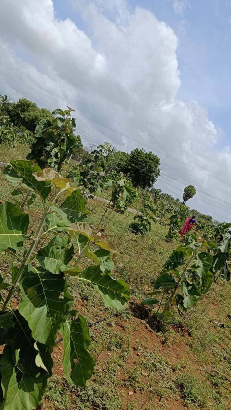 Farm House and Land For Sale