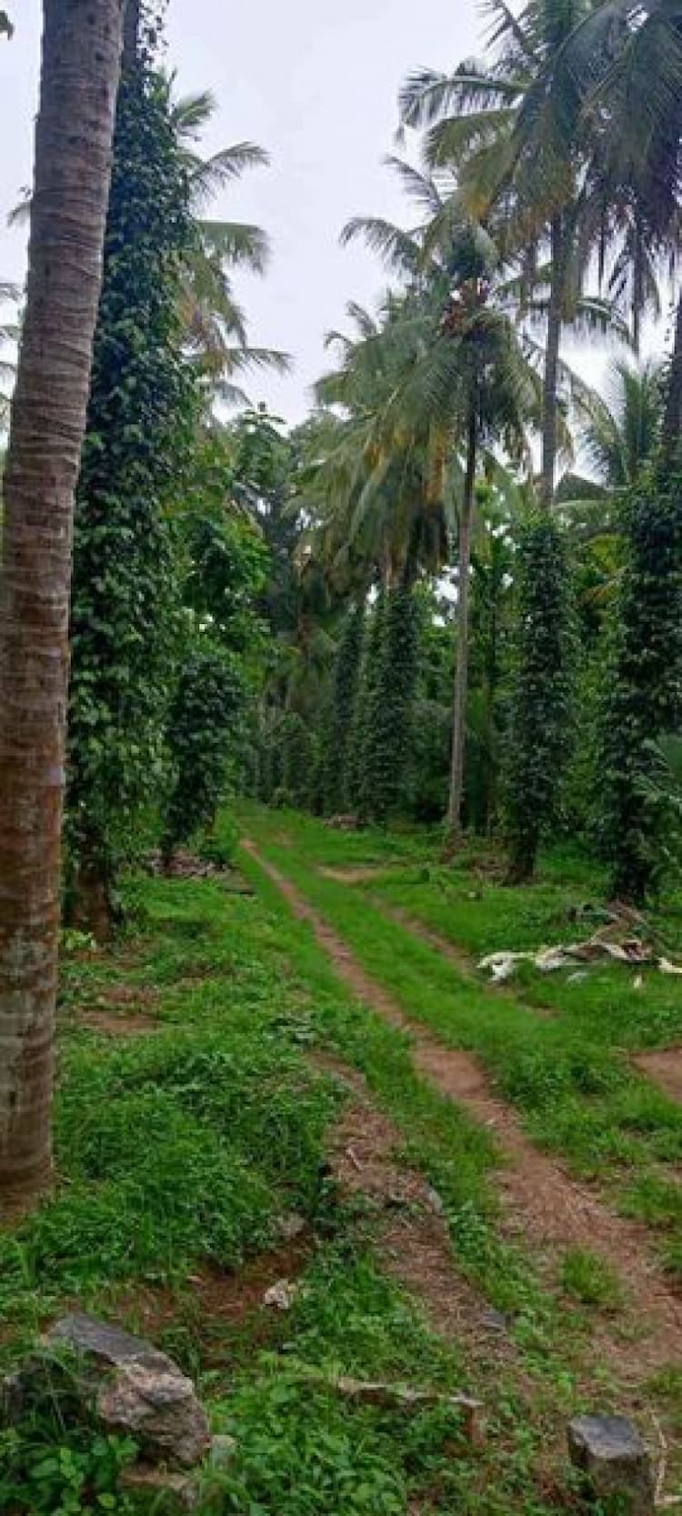 5 Acre Coconut,Paper,Jathika Thottam For Sale