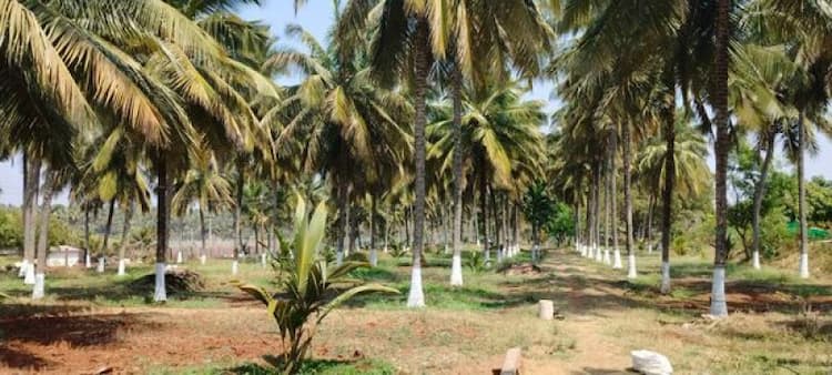 Land for Sale