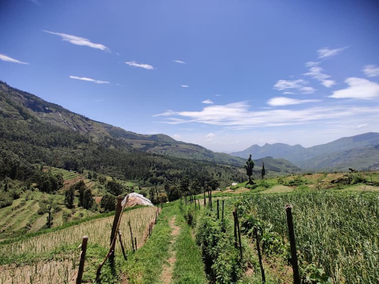 Mountain view  farming land