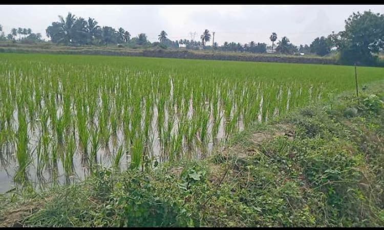 வயல் 3.42 acre for sales