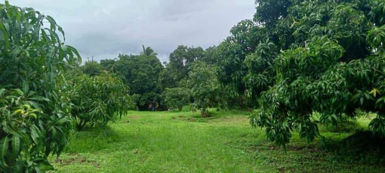 Mango thottam for sale