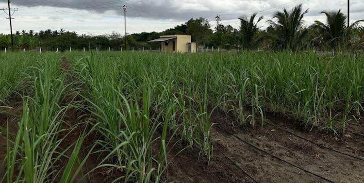 Farm Land For Sale