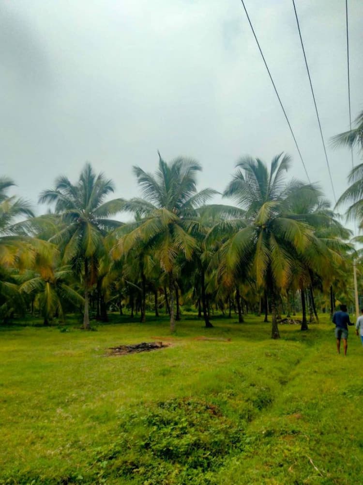 coconut farm land for sale
