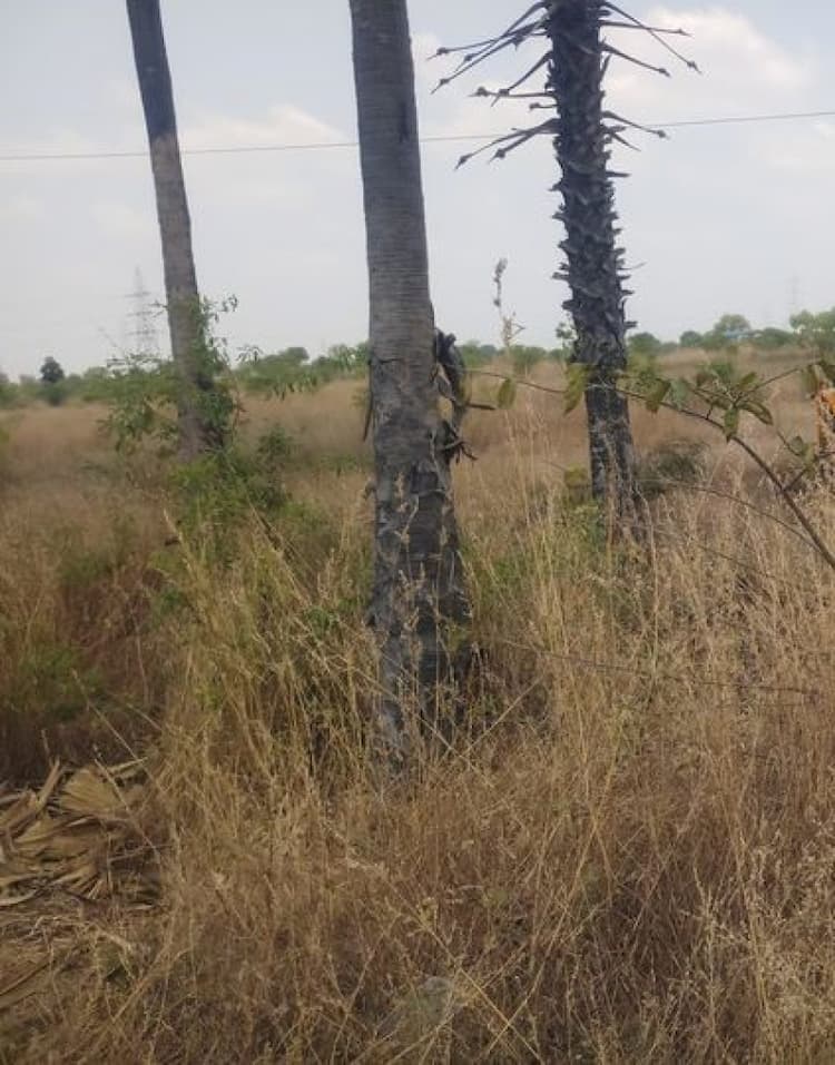 Land sale 