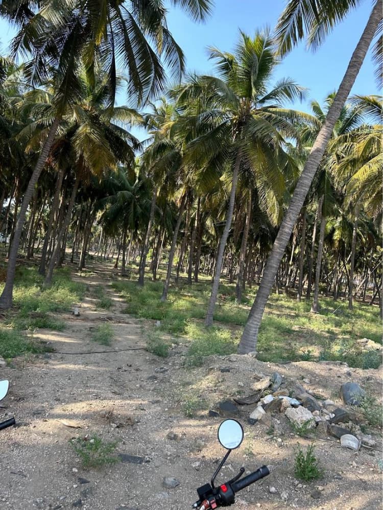 Coconut Farm for Sale