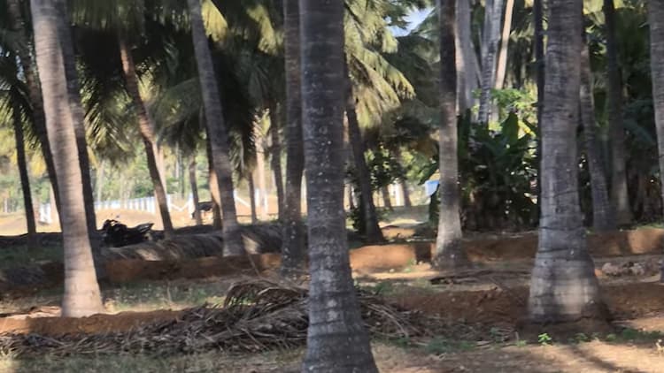 Coconut Farm for Sale