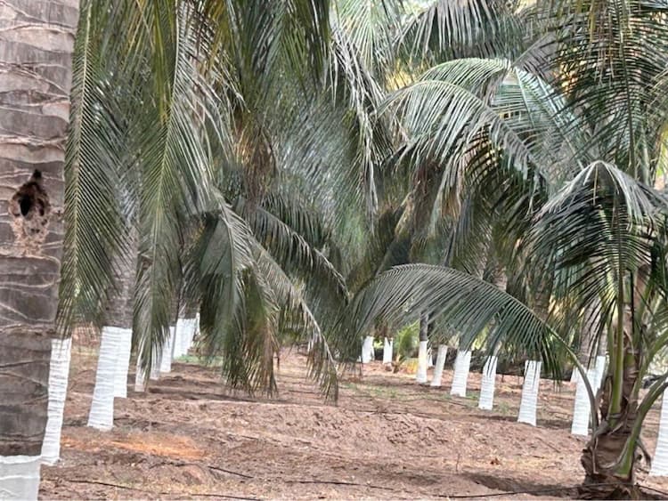 3 Acre 50 Cent Land for Sale