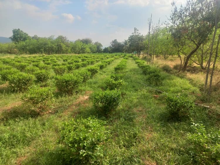 2 Acre land for sales