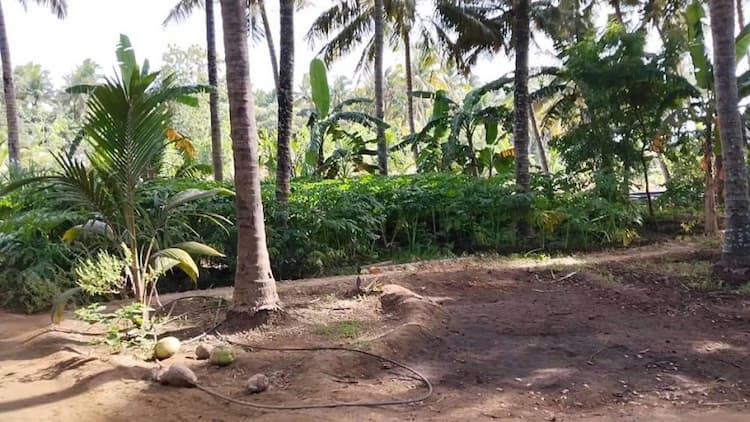 coconut farm land for sale