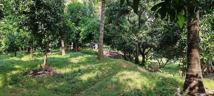 3ACRE coconut farm for sale