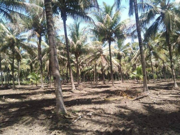 Land sale