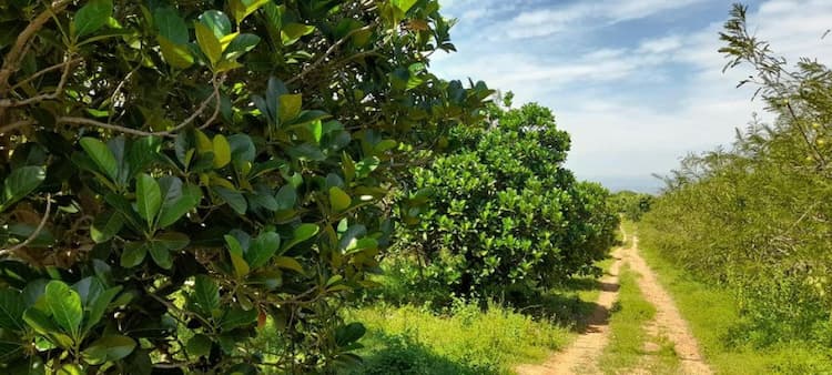 AMALA, JACKFRUIT AND MANGO FARM LAND SALE