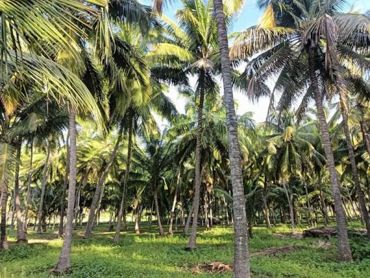 Land for Sale