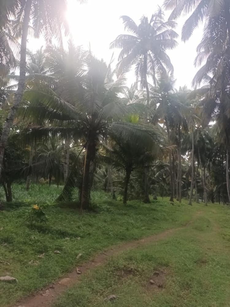 1 Acer coconut farm for sale