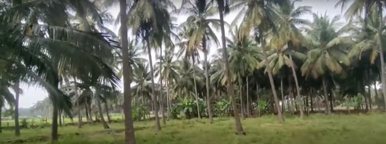 4.80 Acre Coconut Farm with Small tiles Roof House for Sale