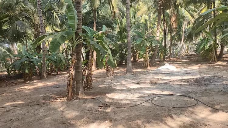 2.10 Acre Coconut Farm For Sale