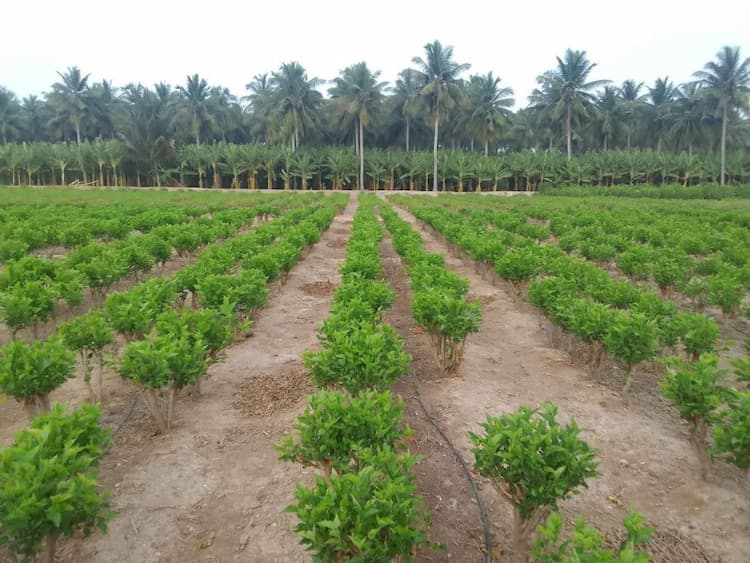 Farm Land for Sale