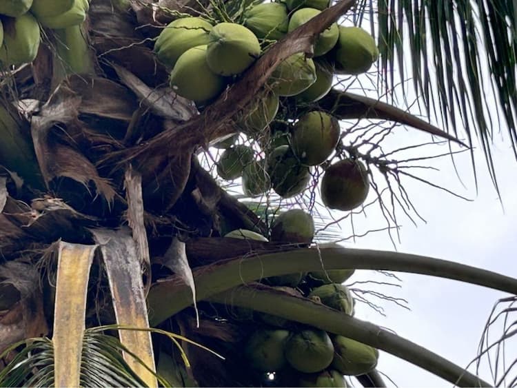 3.50 Acre Coconut Farm for Sale 