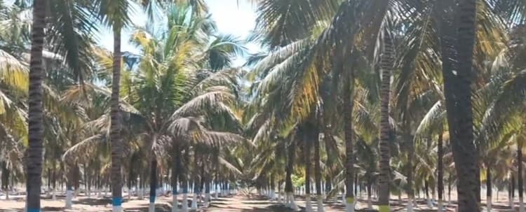 5 Acre Land for Sale