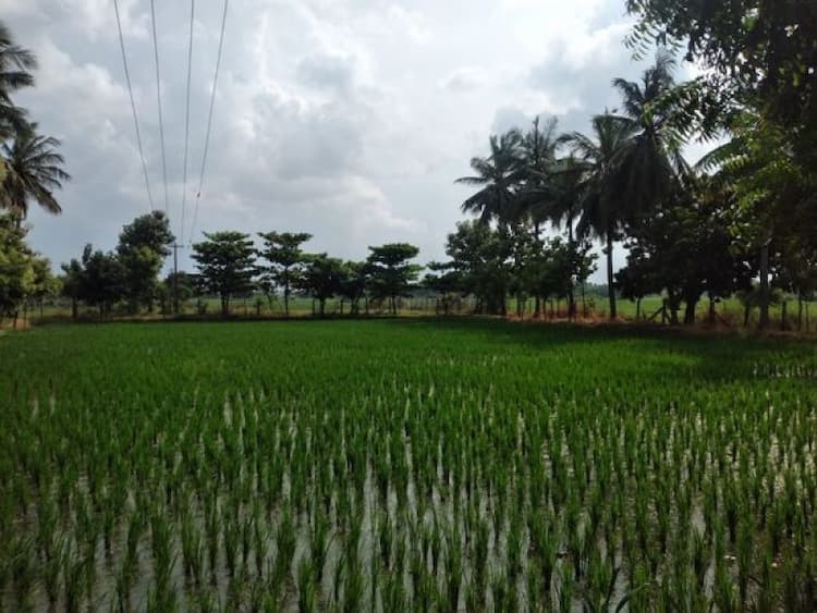 Farm land sale