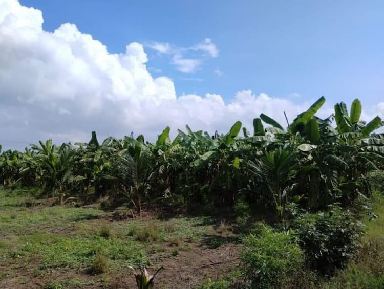 COCONUT & BANANA  FARM LAND SALES