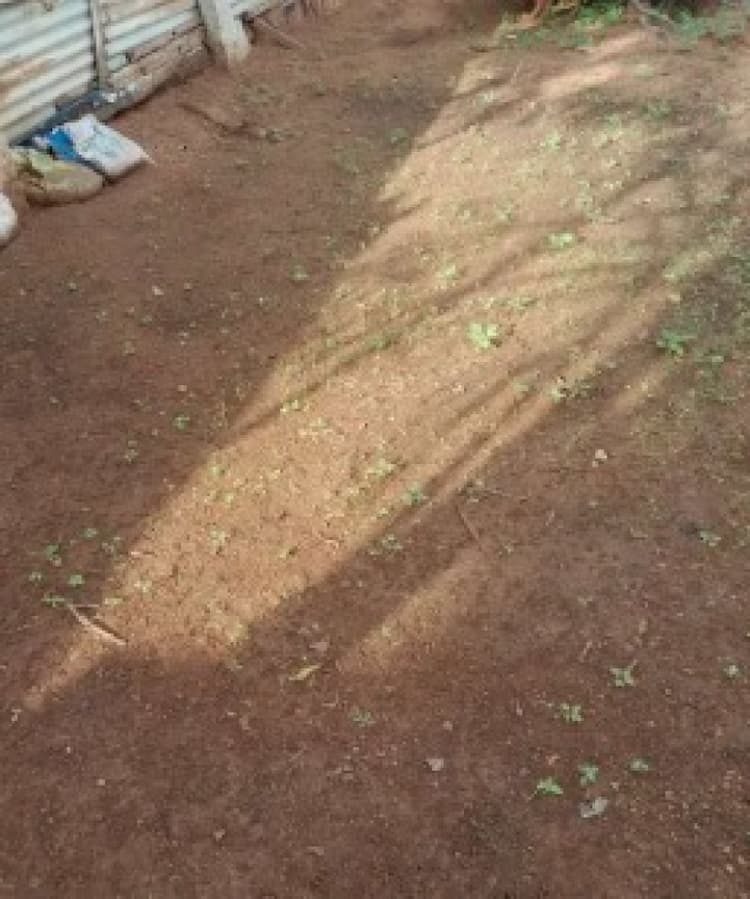 1299 sqft Plot