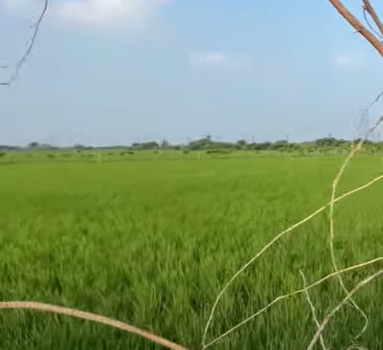 Land for sales