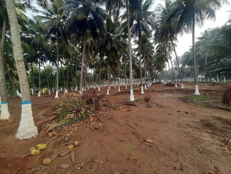Coconut Farm for Sale