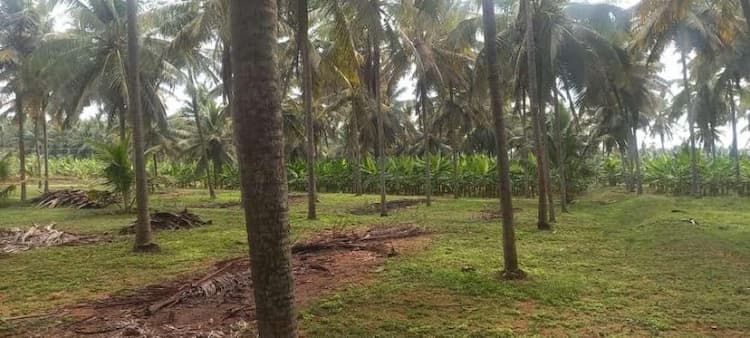 coconut farm land for sale