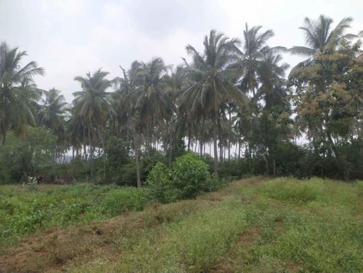 Farm Land For Sales