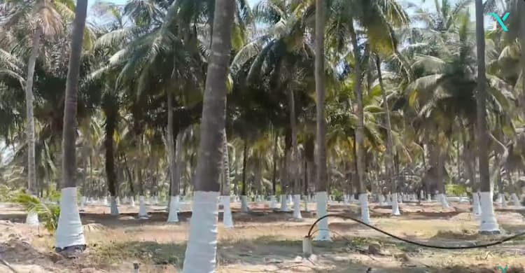 11 Acres Coconut Farm for Sale