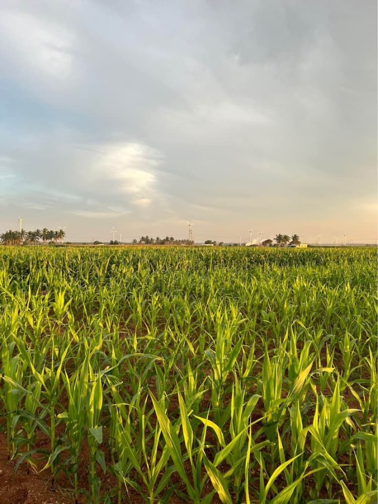 4 Acre Land for Sale