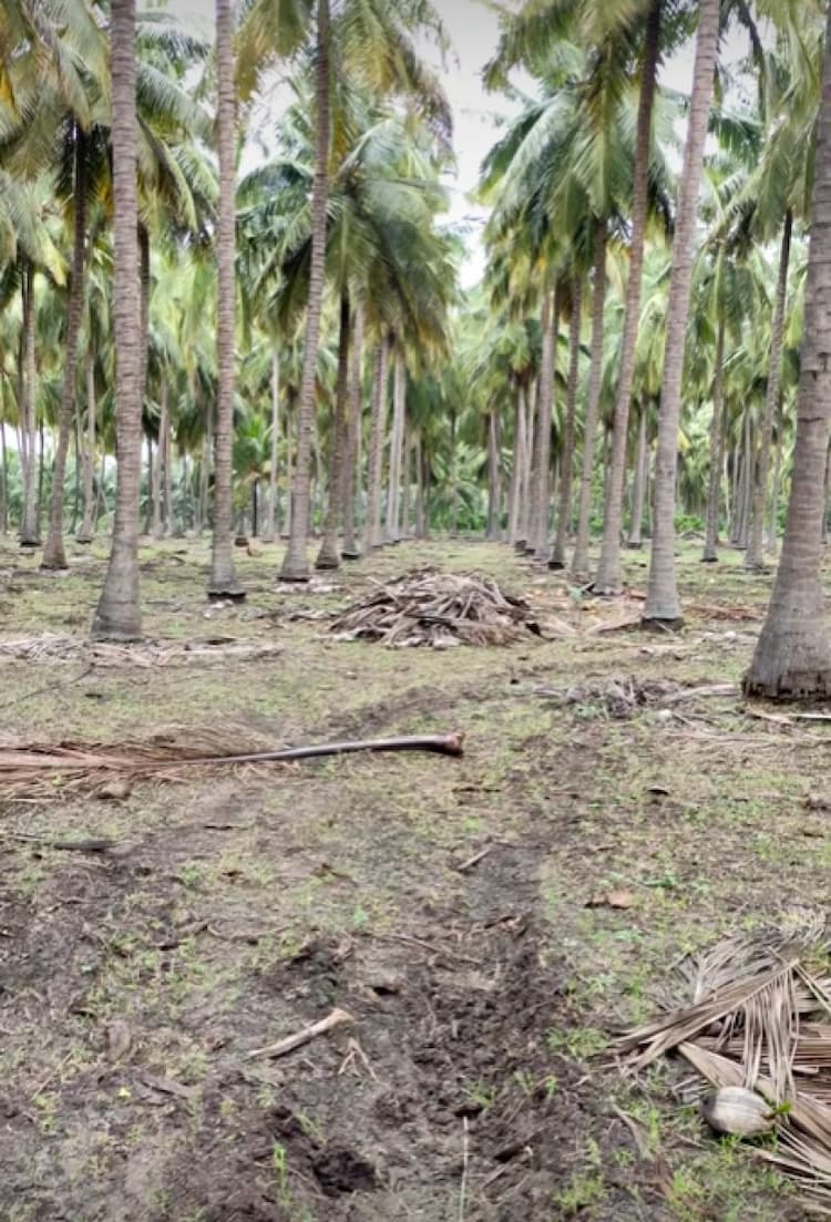Coconut Farm for Sale