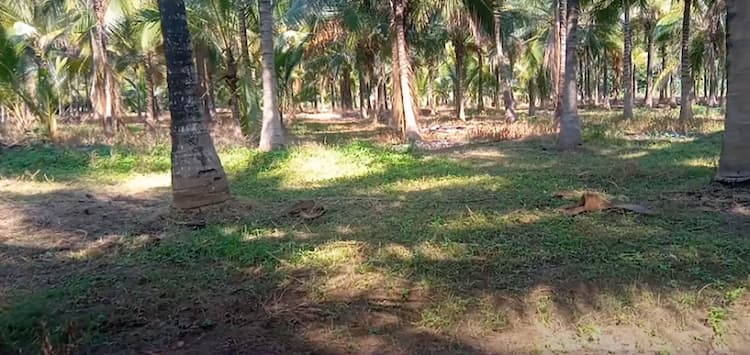 Land for Sale