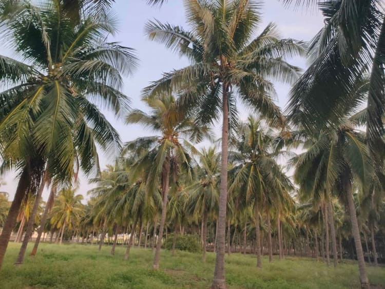 land sale