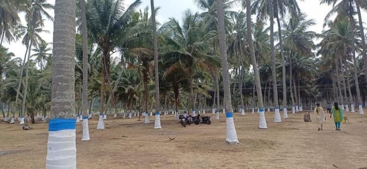 Coconut Farm Plots for Sale
