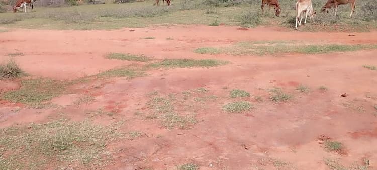 Agricultural Farmland for Sale