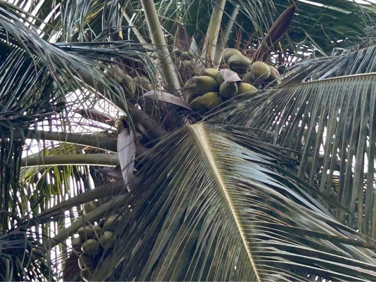 2 Acre 50 Cent Land for Sale